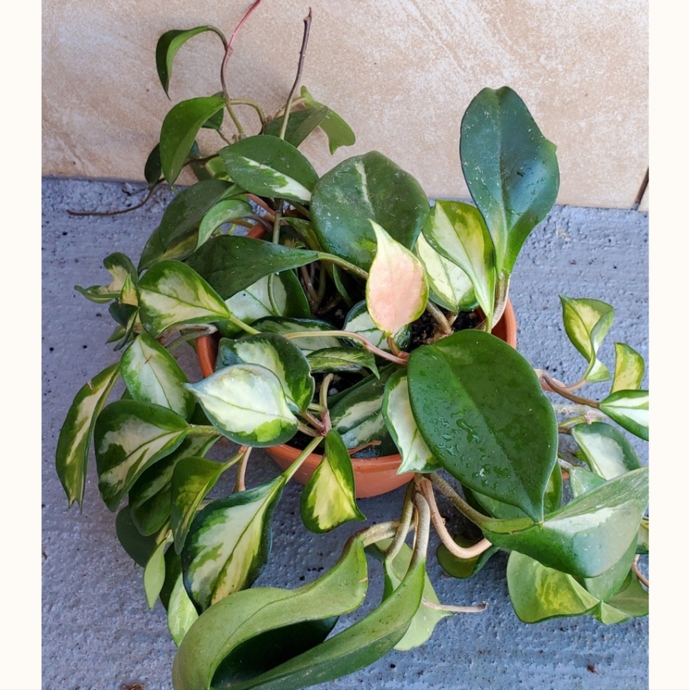 Hoya Krimson Princess 5" pot - Picture 3 of 5